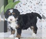 Small #1 Bernedoodle (Miniature)