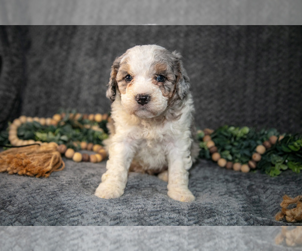 Medium Photo #1 Bernedoodle (Miniature) Puppy For Sale in NAPPANEE, IN, USA