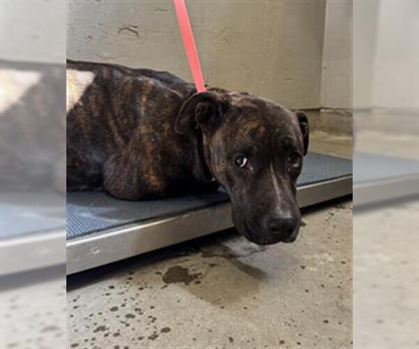 Medium Photo #1 Mutt Puppy For Sale in Camarillo, CA, USA