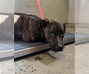 Mutt Dogs for adoption in Camarillo, CA, USA