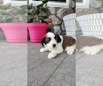 Small #3 Shih-Poo
