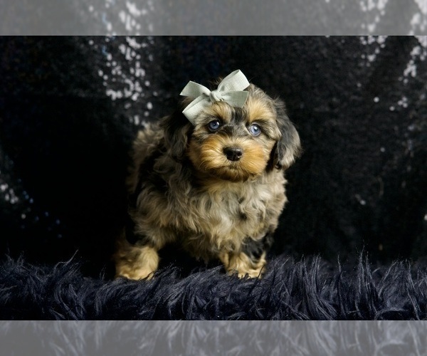 Medium Photo #57 Morkie Puppy For Sale in WARSAW, IN, USA