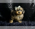 Small Photo #57 Morkie Puppy For Sale in WARSAW, IN, USA