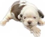 Puppy 1 Shih Tzu