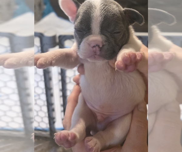 Medium Photo #30 French Bulldog Puppy For Sale in ASHLAND, OH, USA
