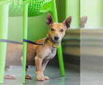 Small #3 Chiweenie