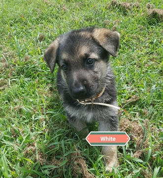 Medium Photo #1 German Shepherd Dog Puppy For Sale in MILLEDGEVILLE, GA, USA