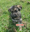 Small Photo #1 German Shepherd Dog Puppy For Sale in MILLEDGEVILLE, GA, USA