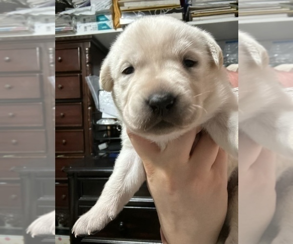 Medium Photo #3 Labrador Retriever Puppy For Sale in homestead, FL, USA