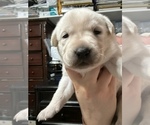 Small Photo #3 Labrador Retriever Puppy For Sale in homestead, FL, USA