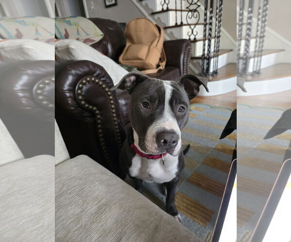 Medium Photo #10 Mutt Puppy For Sale in Philadelphia, PA, USA