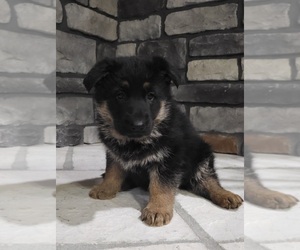German Shepherd Dog Puppy for sale in MARION, IL, USA
