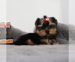 Small #3 Yorkshire Terrier
