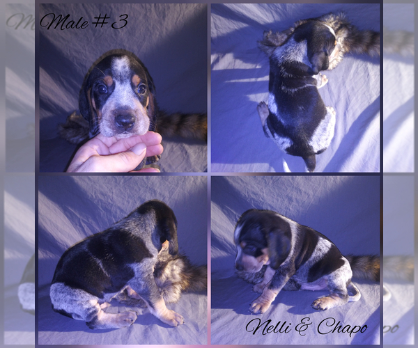 Medium Photo #4 Bluetick Coonhound Puppy For Sale in COMBINE, TX, USA