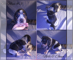 Small Photo #4 Bluetick Coonhound Puppy For Sale in COMBINE, TX, USA