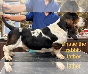 Father of the Basset Hound puppies born on 06/15/2023