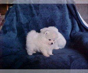 Pomeranian Puppy for sale in APPLE VALLEY, CA, USA