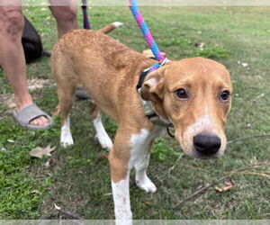 Labrador Retriever Dogs for adoption in Boston, MA, USA