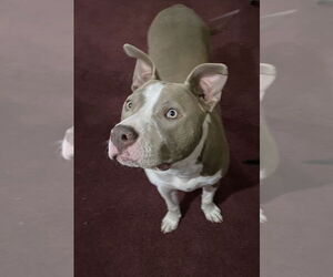 American Pit Bull Terrier-Unknown Mix Dogs for adoption in Germantown, OH, USA