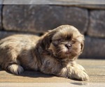 Small #3 Shih Tzu