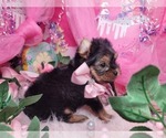 Small #3 Yorkshire Terrier