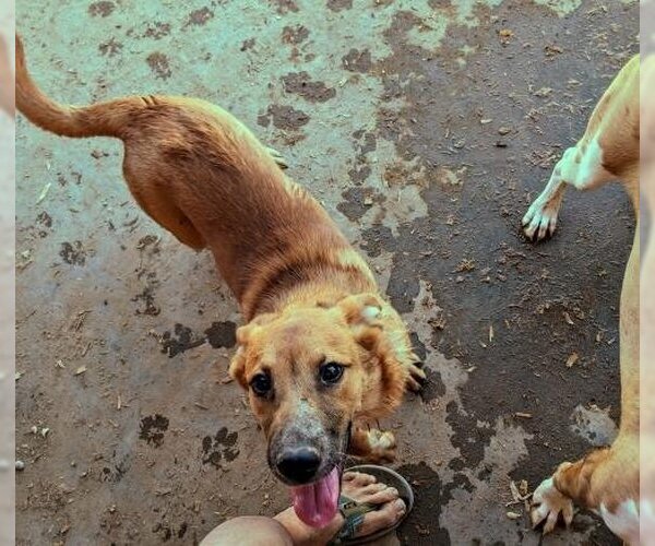 Medium Photo #3 Red Heeler-Unknown Mix Puppy For Sale in Pena Blanca, NM, USA