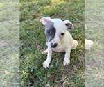 Small #2 Staffordshire Bull Terrier Mix