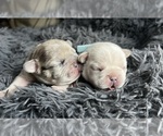 Small #1 French Bulldog