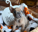 Small Photo #1 French Bulldog Puppy For Sale in GRAND PRAIRIE, TX, USA