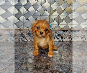 Cavalier King Charles Spaniel Dog for Adoption in GOSHEN, Indiana USA