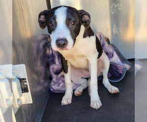 American Staffordshire Terrier-Unknown Mix Dogs for adoption in San Antonio, TX, USA