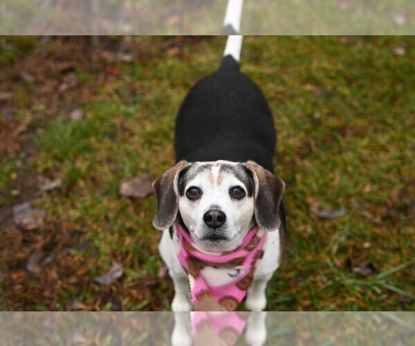 Medium Photo #6 Beagle-Unknown Mix Puppy For Sale in Gloversville, NY, USA