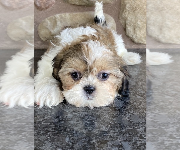 Medium Photo #5 Shih Tzu Puppy For Sale in CANOGA, NY, USA
