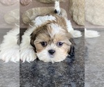 Small Photo #5 Shih Tzu Puppy For Sale in CANOGA, NY, USA
