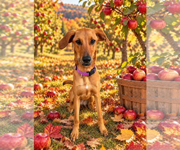 Medium Photo #1 Redbone Coonhound-Rhodesian Ridgeback Mix Puppy For Sale in Ball Ground, GA, USA
