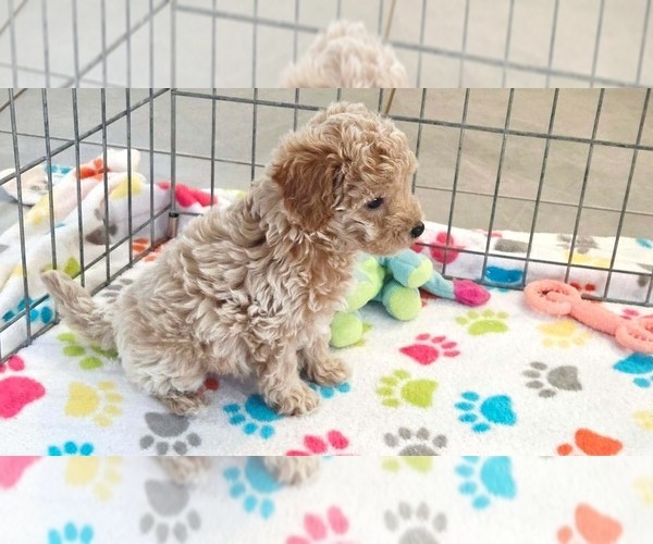Medium Photo #7 Cavapoo (Miniature)-Poodle (Toy) Mix Puppy For Sale in ORO VALLEY, AZ, USA