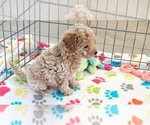 Small #6 Cavapoo (Miniature)-Poodle (Toy) Mix