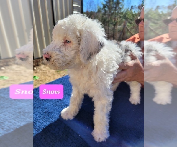 Medium Photo #1 Aussiedoodle Puppy For Sale in SPARTANBURG, SC, USA