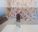 Small #1 Cocker Spaniel