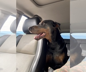 Father of the Doberman Pinscher puppies born on 06/28/2025