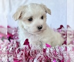 Small #3 Maltese