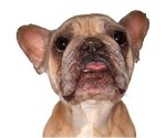 Small Photo #1 French Bulldog Puppy For Sale in Oakland Park, FL, USA