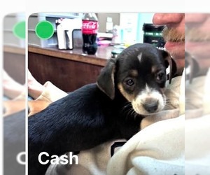 Beagle-Unknown Mix Dogs for adoption in Oakhurst, NJ, USA