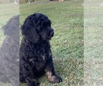 Small Photo #5 Bernedoodle Puppy For Sale in BROADWAY, NC, USA