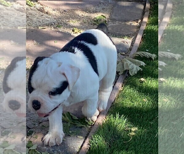 Medium Photo #11 Olde English Bulldogge Puppy For Sale in NORTH LAS VEGAS, NV, USA