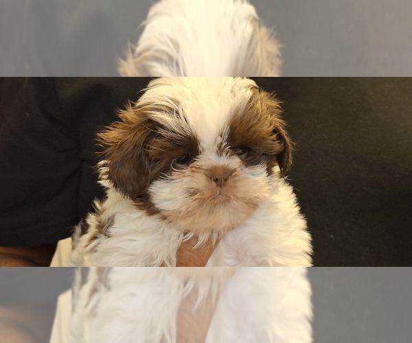 Medium Photo #3 Shih Tzu Puppy For Sale in LAKELAND, FL, USA