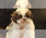 Small #2 Shih Tzu