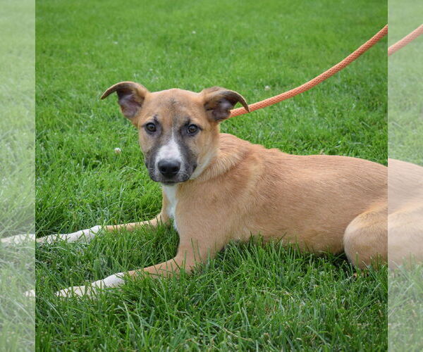 Medium Photo #6 German Shepherd Dog-Unknown Mix Puppy For Sale in Huntley, IL, USA
