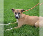 Small #5 German Shepherd Dog Mix