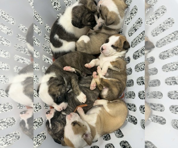 Medium Photo #5 Catahoula Leopard Dog-Mountain Cur Mix Puppy For Sale in Holly Springs, NC, USA